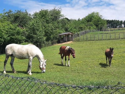 Kakvo će vreme biti ove godine?
