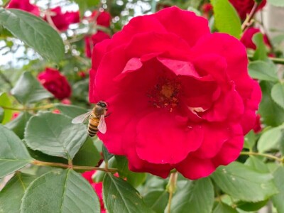 Kakvo će vreme biti ove godine?