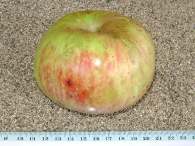 Kalatuša