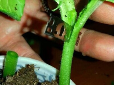 Kalemljenje lubenice na tikvu