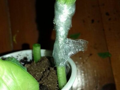 Kalemljenje lubenice na tikvu