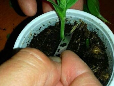 Kalemljenje lubenice na tikvu