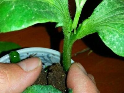 Kalemljenje lubenice na tikvu