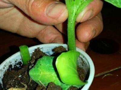 Kalemljenje lubenice na tikvu