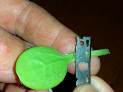 Kalemljenje na tikvu