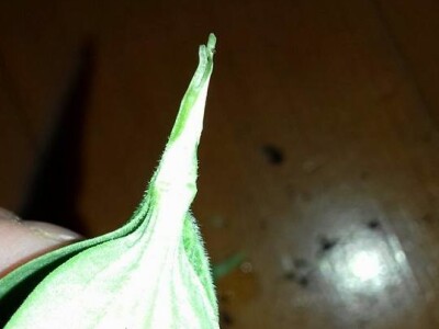 Kalemljenje na tikvu