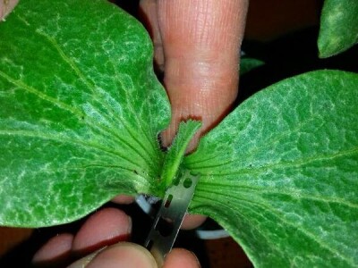 Kalemljenje na tikvu