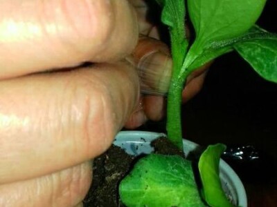 Kalemljenje na tikvu