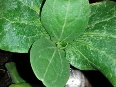 Kalemljenje na tikvu