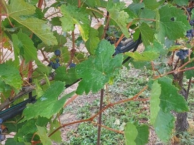 Kalibracija mehanizacije za zaštitu biljaka Kalibracija mehanizacije za zaštitu biljaka