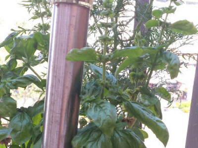 bosiljak kralj začina u organskom vrtu bosiljak kralj začina u organskom vrtu