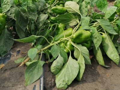 Kalkulacija troškova proizvodnje paprike 2020. godine