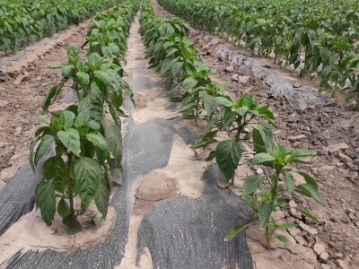 Kalkulacija troškova proizvodnje paprike 2020. godine