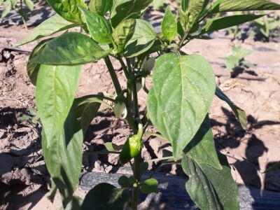 Kalkulacija troškova proizvodnje paprike 2020. godine