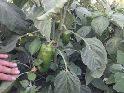 Kalkulacija troškova proizvodnje paprike 2020. godine