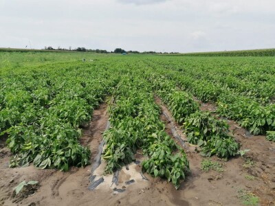 Kalkulacija troškova proizvodnje paprike 2020. godine