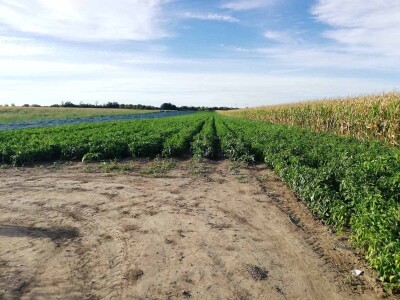 Kalkulacija troškova proizvodnje paprike 2020. godine