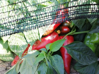 Kalkulacija troškova proizvodnje paprike 2020. godine