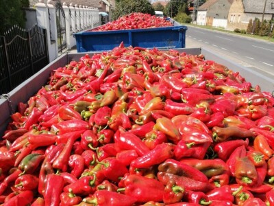 Kalkulacija troškova proizvodnje paprike 2020. godine