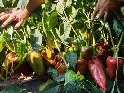 Kalkulacija troškova proizvodnje paprike 2020. godine