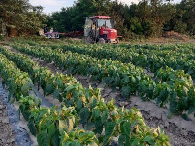 Kalkulacija troškova proizvodnje paprike 2020. godine