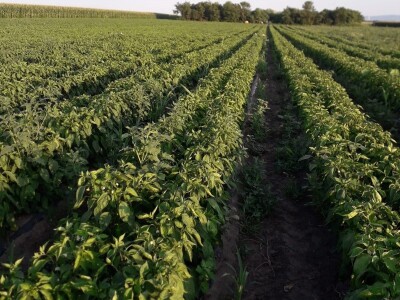 Kalkulacija troškova proizvodnje paprike 2020. godine