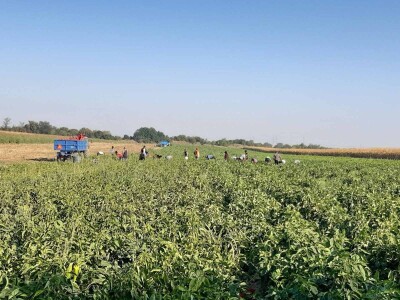 Kalkulacija troškova proizvodnje paprike 2020. godine