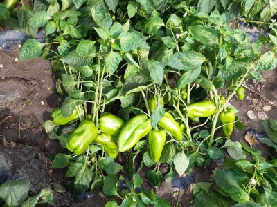 Kalkulacija troškova proizvodnje paprike 2020. godine