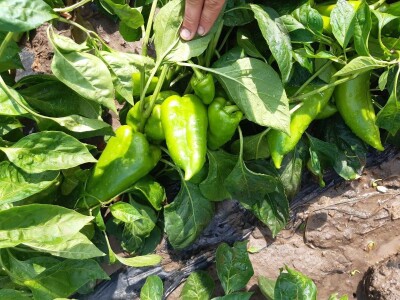 Kalkulacija troškova proizvodnje paprike 2020. godine