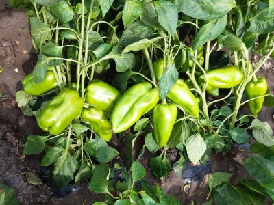 Kalkulacija troškova proizvodnje paprike 2020. godine