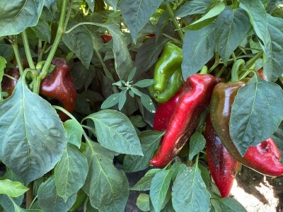 Kalkulacija troškova proizvodnje paprike 2020. godine