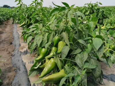 Kalkulacija troškova proizvodnje paprike 2020. godine