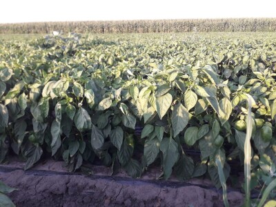 Kalkulacija troškova proizvodnje paprike 2020. godine