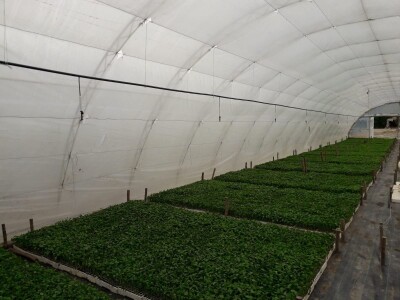 Kalkulacija troškova proizvodnje paprike 2020. godine