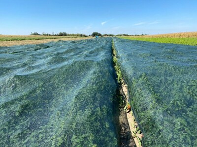 Kalkulacija troškova proizvodnje paprike 2020. godine