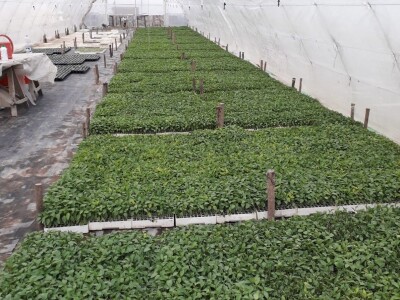 Kalkulacija troškova proizvodnje paprike 2020. godine