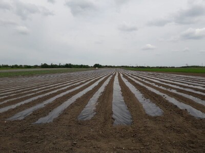 Kalkulacija troškova proizvodnje paprike 2020. godine