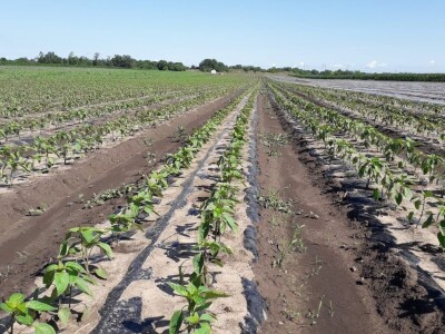 Kalkulacija troškova proizvodnje paprike 2020. godine