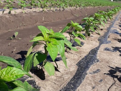 Kalkulacija troškova proizvodnje paprike 2020. godine