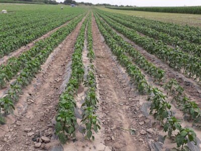 Kalkulacija troškova proizvodnje paprike 2020. godine