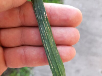 Kalkulacija troškova proizvodnje pšenice 2021. godine