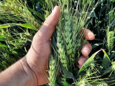 Kalkulacija troškova proizvodnje pšenice 2021. godine