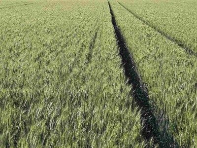 Kalkulacija troškova proizvodnje pšenice 2021. godine