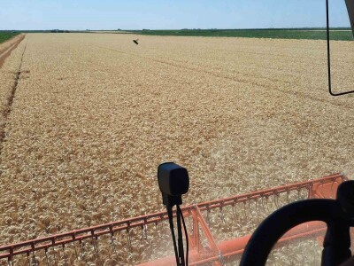 Kalkulacija troškova proizvodnje pšenice 2021. godine