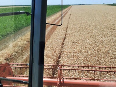 Kalkulacija troškova proizvodnje pšenice 2021. godine