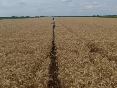 Kalkulacija troškova proizvodnje pšenice 2021. godine