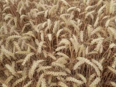 Kalkulacija troškova proizvodnje pšenice 2021. godine