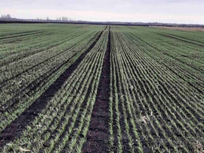 Kalkulacija troškova proizvodnje pšenice 2021. godine