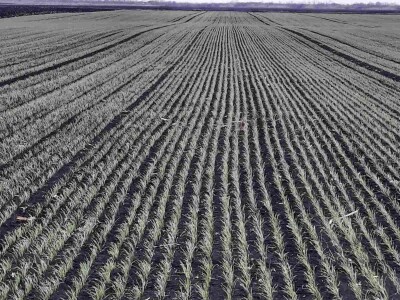 Kalkulacija troškova proizvodnje pšenice 2021. godine