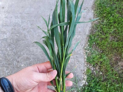 Kalkulacija troškova proizvodnje pšenice 2021. godine